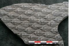 Foto (Detailansicht) von Lepidodendron sp.  (NHMW-GEO-2024-0188-11030)